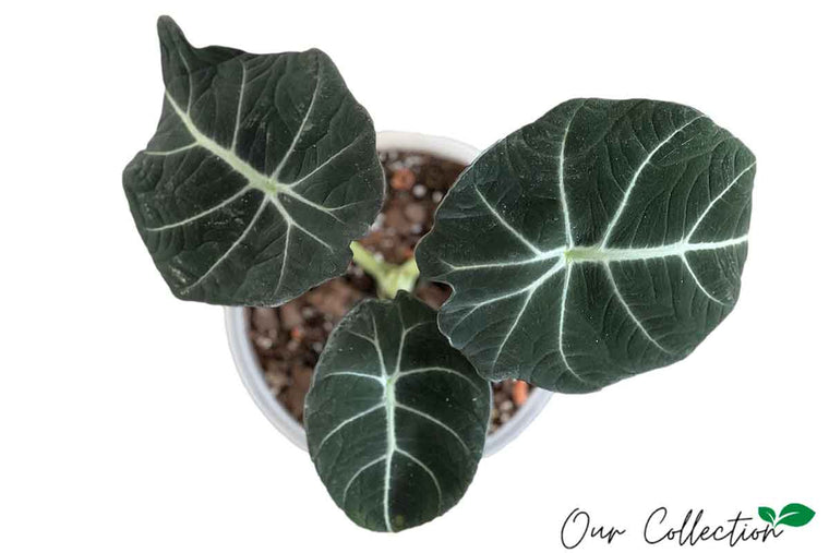 Alocasia 'black velvet' 16cm