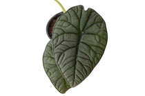 
                  
                    Alocasia melo
                  
                