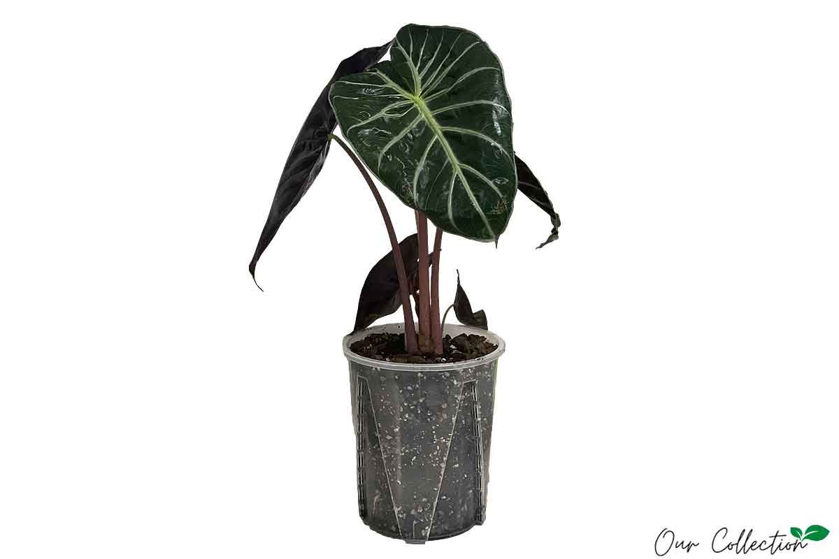 Alocasia 'Pink Dragon' 18cm