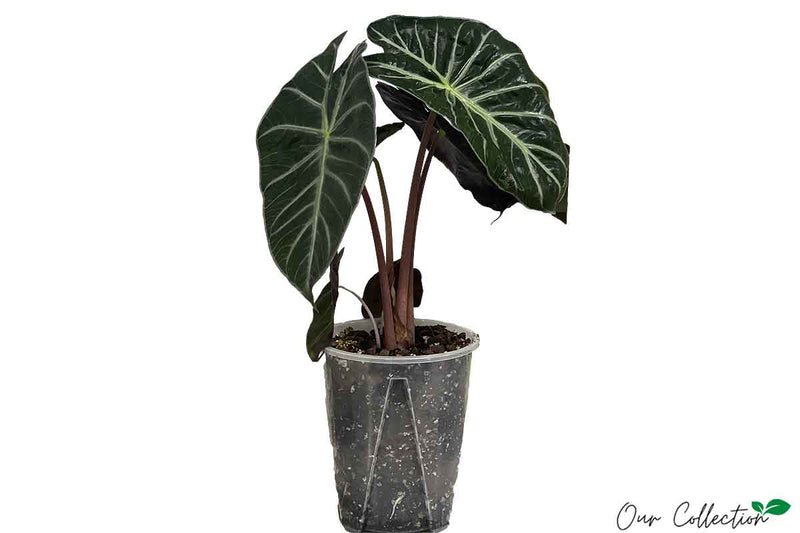 Alocasia 'Pink Dragon' 18cm