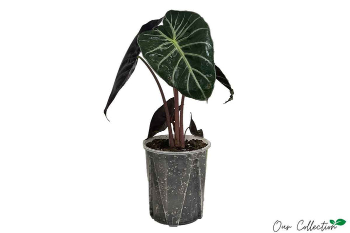 Alocasia 'Pink Dragon' 18cm