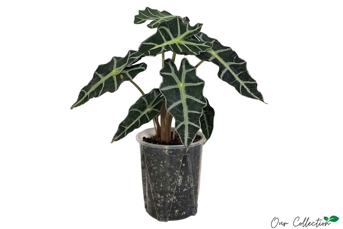 Alocasia 'polly' 16cm