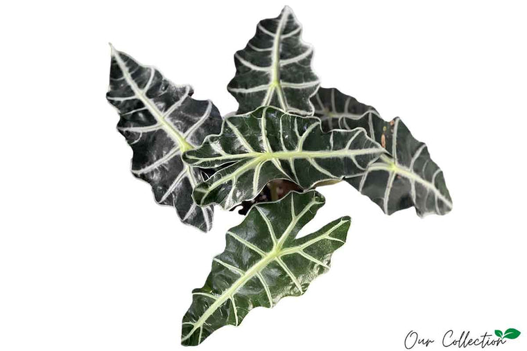 Alocasia 'polly' 16cm