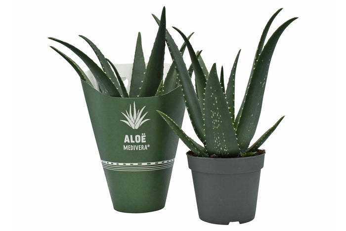 Aloe Medivera® 'Equator' 14cm