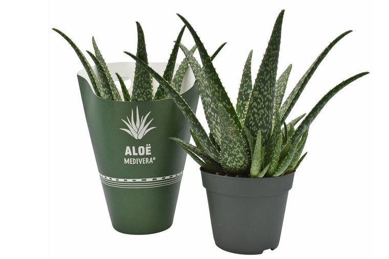 Aloe Medivera® 'Tropical' 14cm