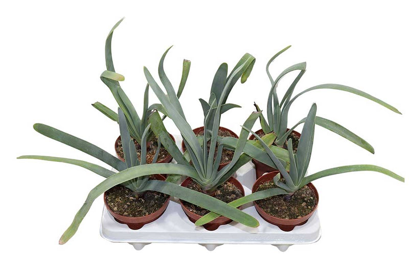 Aloe plicatilis 12cm