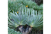 
                  
                    Aloe plicatilis 
                  
                