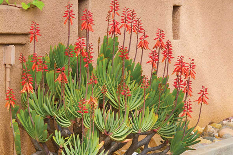 Aloe plicatilis 