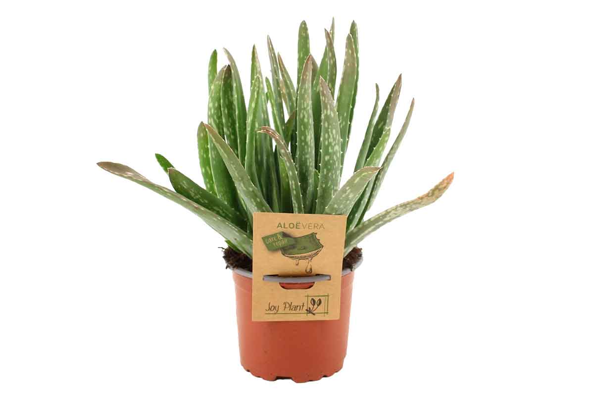 Aloe vera branched 10.5cm