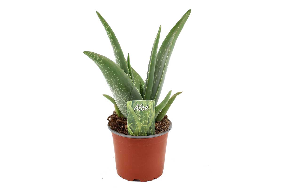 Aloe vera 'compact' 12cm