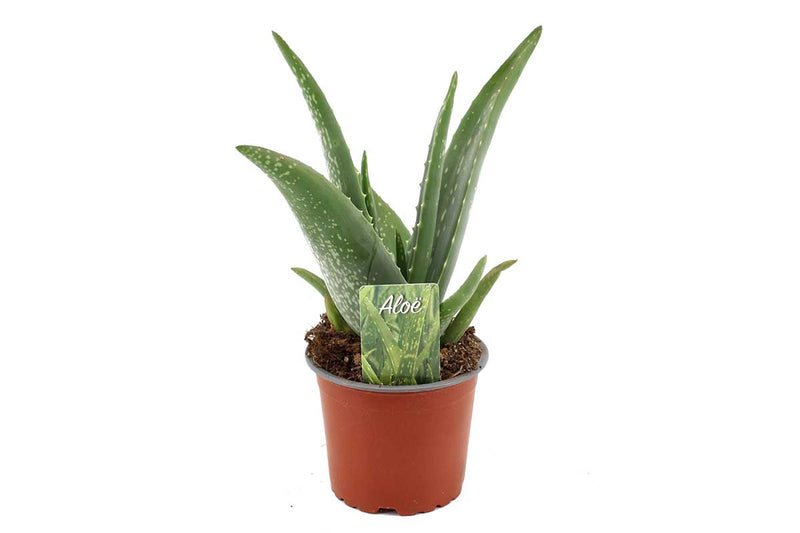 Aloe vera 'compact' 12cm