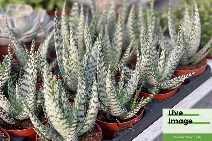 Aloe 'Abenaki' 8.5cm