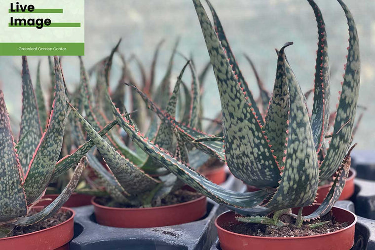 Aloe carola 12cm