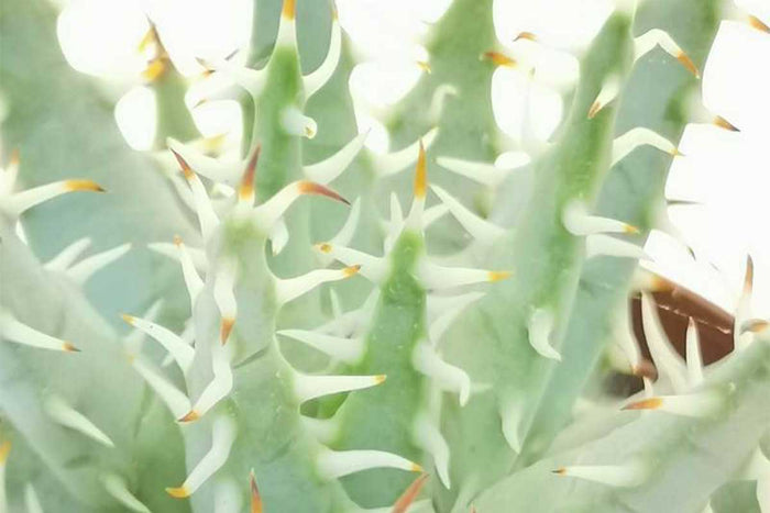 Aloe erinacea 