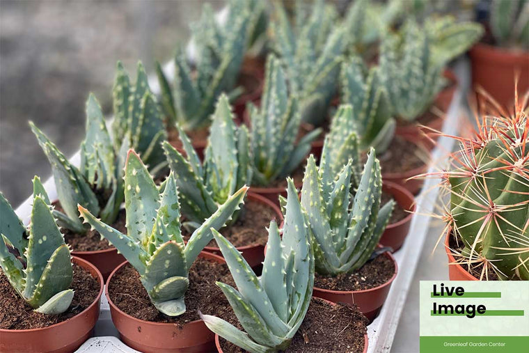 Aloe gariepensis 8.5cm