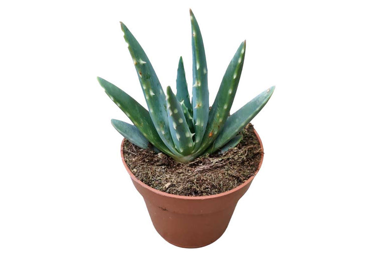 Aloe gariepensis 8.5cm