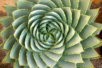 
                  
                    Aloe polyphylla
                  
                