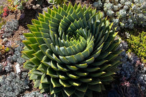 
                  
                    Aloe polyphylla
                  
                