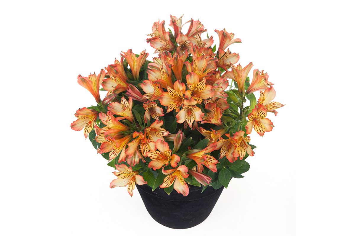 Alstroemeria® 'Bryce' 