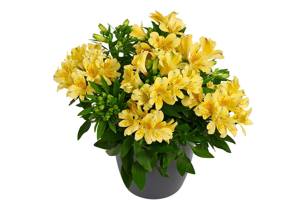 Alstroemeria® 'Havana'