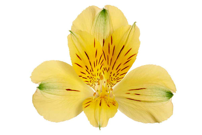 Alstroemeria® 'Havana' 12cm