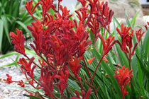 
                  
                    Anigozanthos Red
                  
                