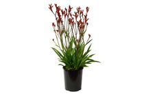 
                  
                    Anigozanthos Red 3lt
                  
                