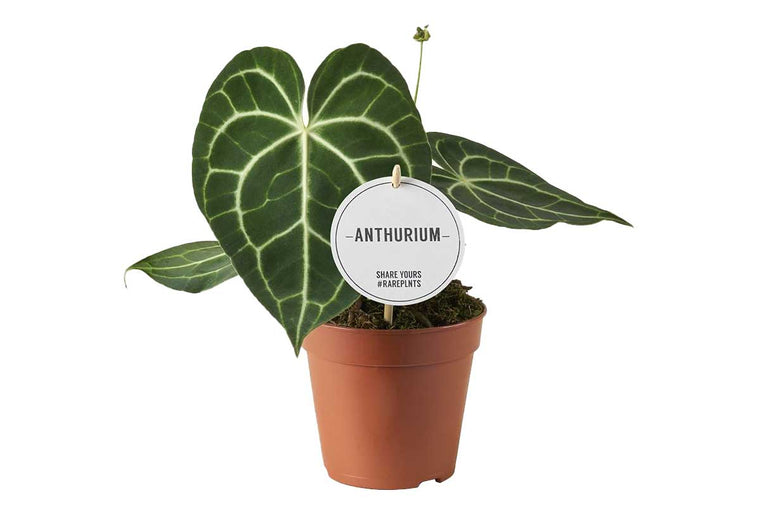 Anthurium clarinervium 12cm