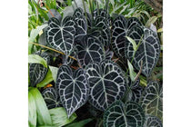 
                  
                    Anthurium clarinervium
                  
                