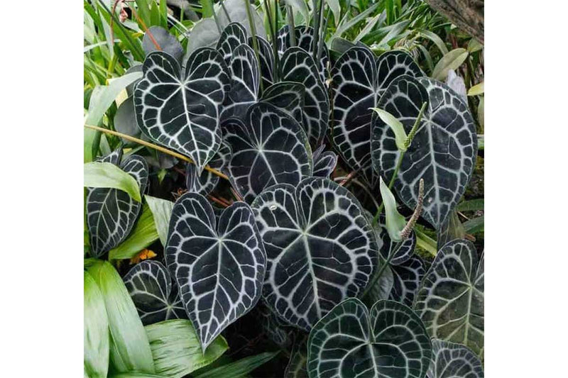 Anthurium clarinervium