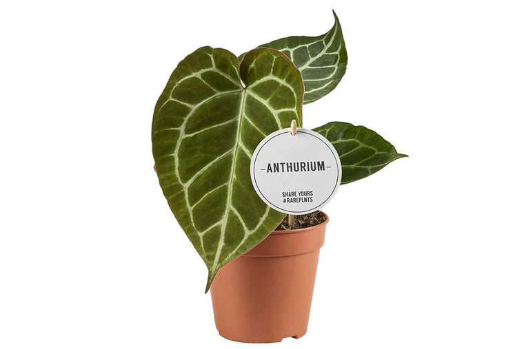 Anthurium crystallinum 12cm