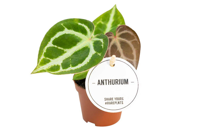 Anthurium crystallinum 6cm