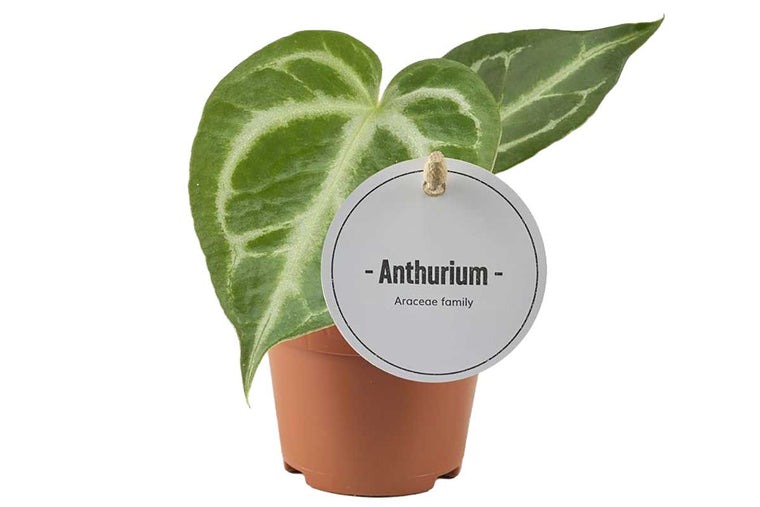 Anthurium 'silver blush' 6cm