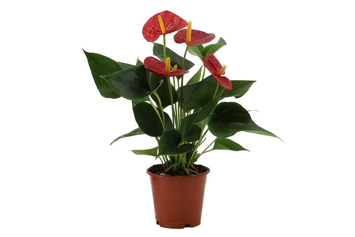 Anthurium 'Success Red' 12cm