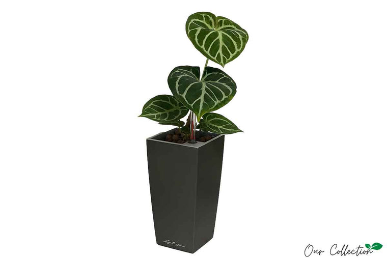 Anthurium 'silver blush' + Lechuza Maxi Cubi