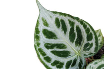 
                  
                    Anthurium 'silver blush'
                  
                