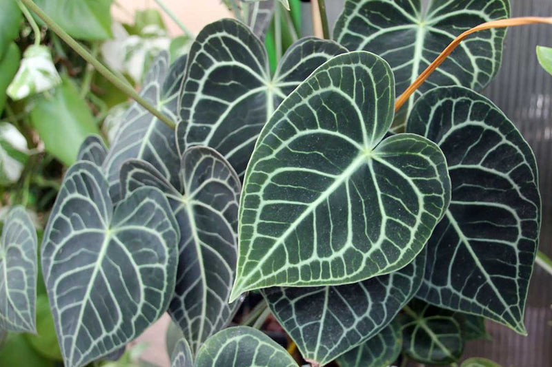 Anthurium crystallinum