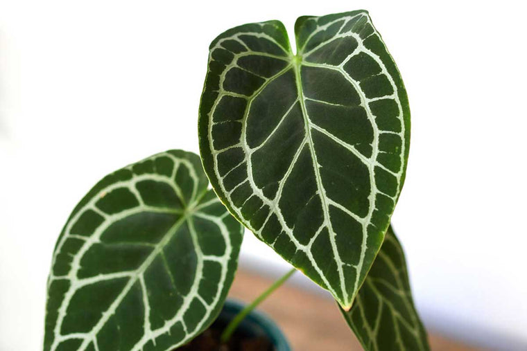 Anthurium crystallinum