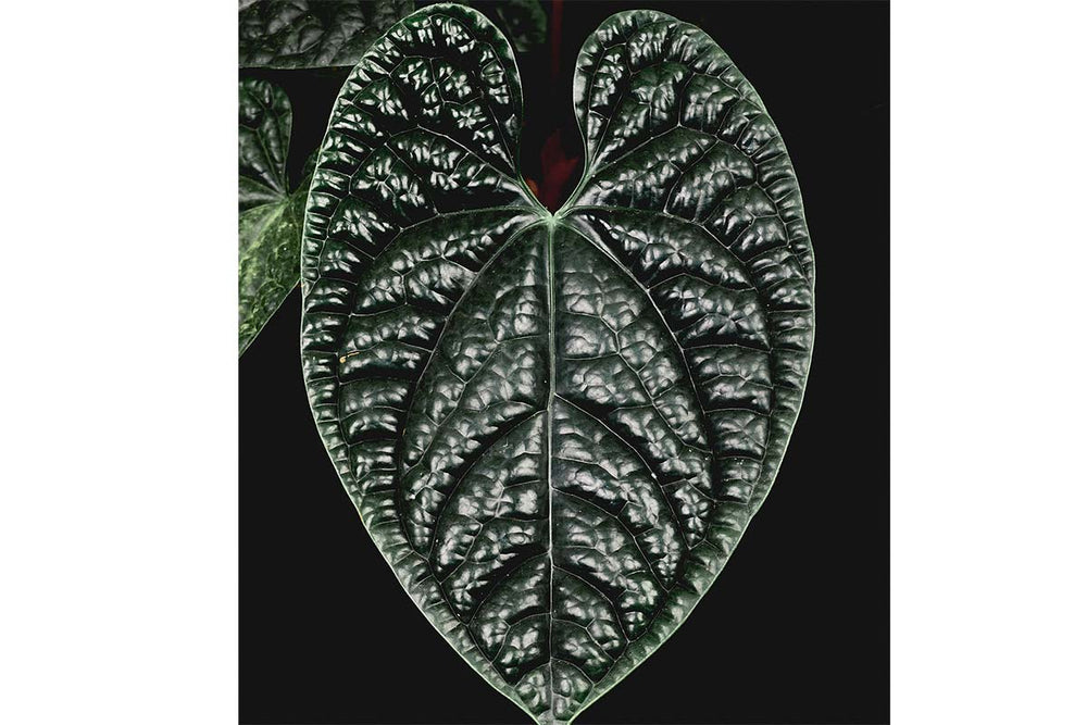 
                  
                    Anthurium luxurians
                  
                