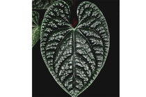
                  
                    Anthurium luxurians
                  
                