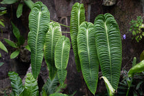 
                  
                    Anthurium veitchii
                  
                