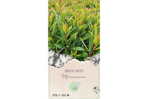 
                  
                    Arbutus 'Mercurius'
                  
                