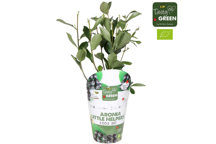 Aronia 'Little Helpers'®  bio 14cm