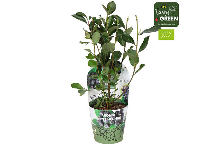 Aronia 'Little Helpers'®  bio 14cm