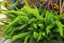 
                  
                    Asparagus densiflorus 'Myersii'
                  
                