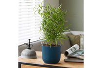 
                  
                    Asparagus falcatus
                  
                