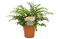 
                  
                     Asplenium Parvati 12cm
                  
                