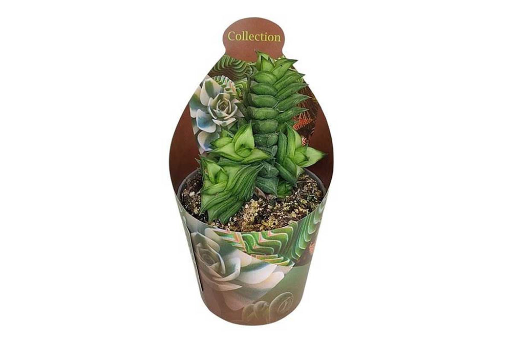 astroloba succulent Greenleaf — Astroloba spiralis – Greenleaf Garden Center