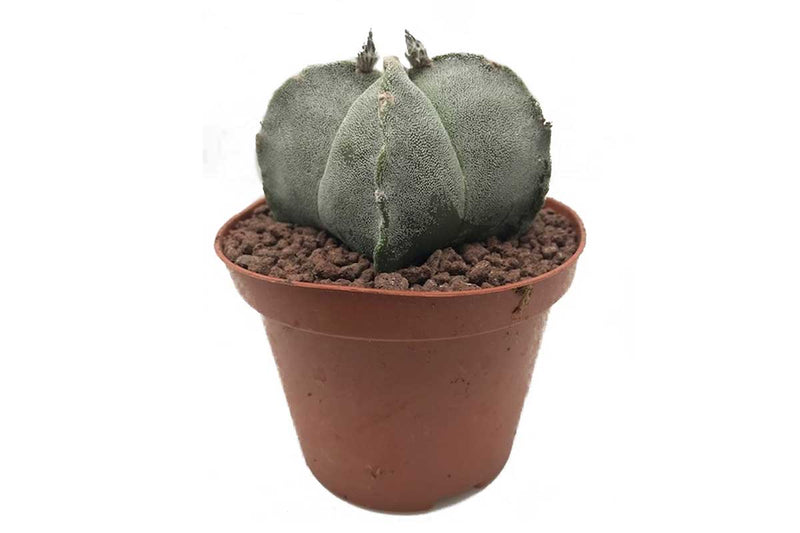 Astrophytum ornatum 10.5cm