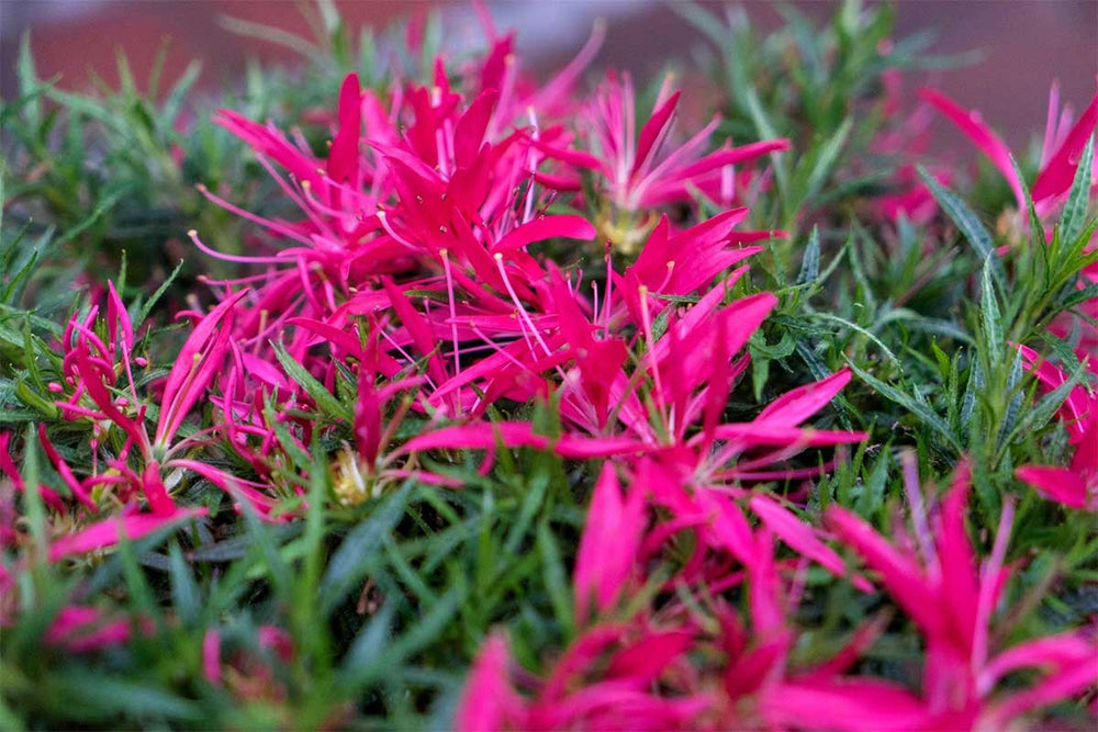 
                  
                    Azalea 'Starstyle Pink'®
                  
                